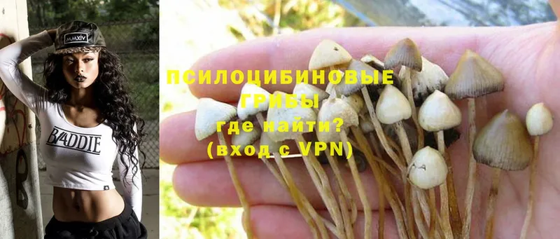 omg ТОР  Бикин  Галлюциногенные грибы Psilocybine cubensis 